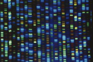 FILE - This undated image made available by the National Human Genome Research Institute shows the output from a DNA sequencer. Scientists are setting out to collect genetic material from 500,000 people of African ancestry to create what they believe will be the world’s largest database of genomic information from the population. (NHGRI via AP, File)