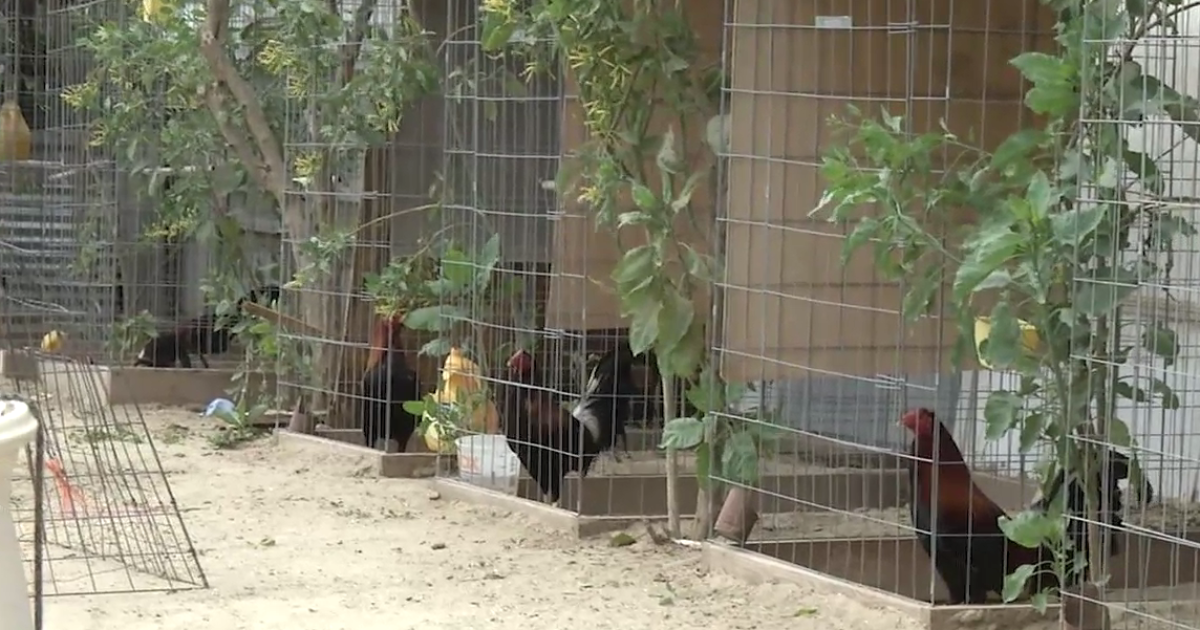 7000 Birds Seized In Largest Cockfighting Bust In Us History La County Authorities Say 