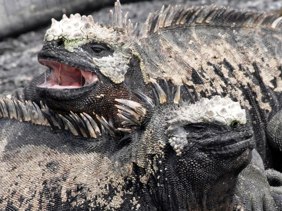 A pair of marine iguanas keep one another warm before entering the ocean on the shore of Isla Fernandina in the Galapagos Islands off the coast of Ecuador. The country plans to run an ad to promote tourism during the Super Bowl on Feb. 1.