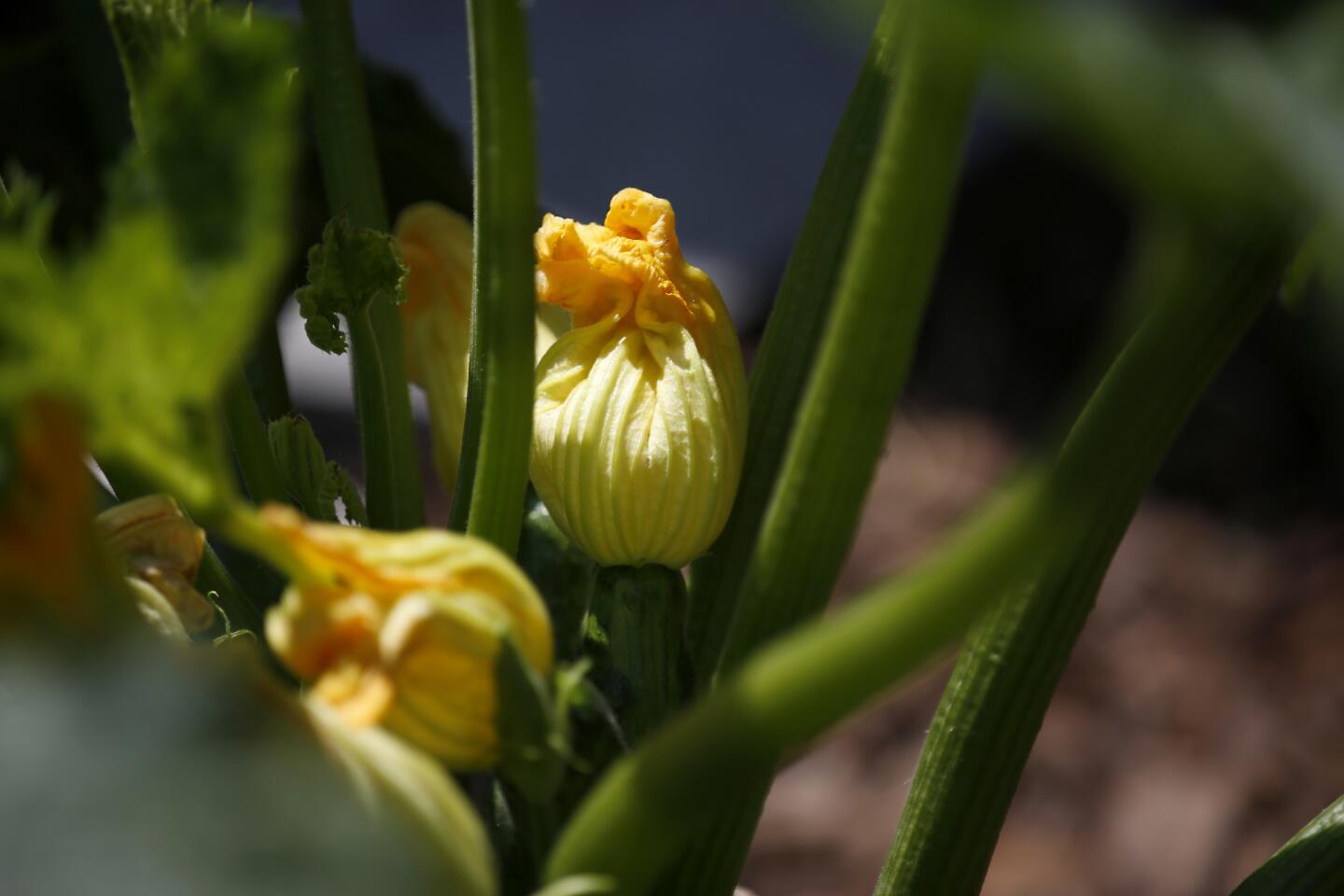 The Galaxy, L.A.'s soccer team, grows its own vegetables