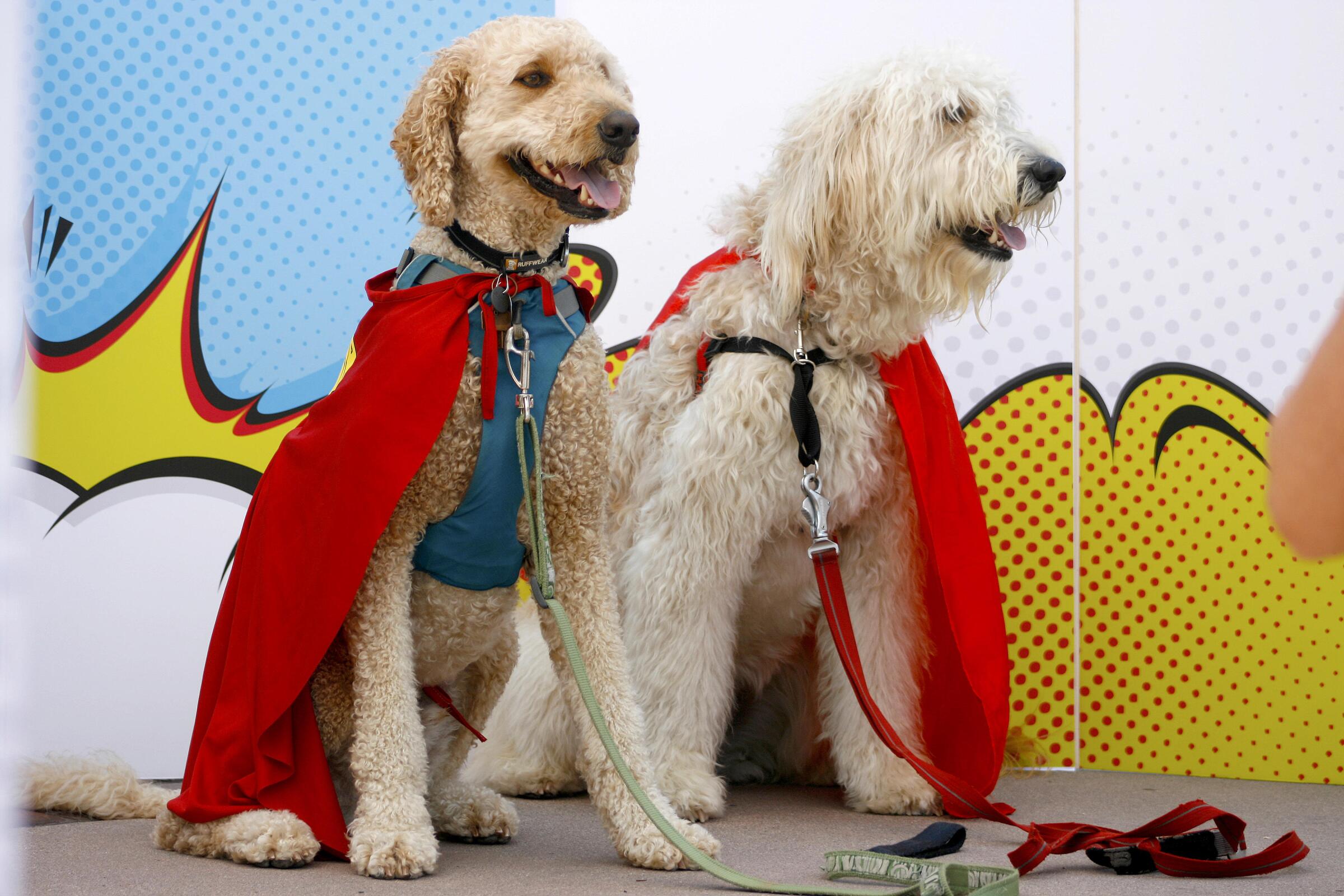 Two dogs dressed up as superheroes at PAWmicon