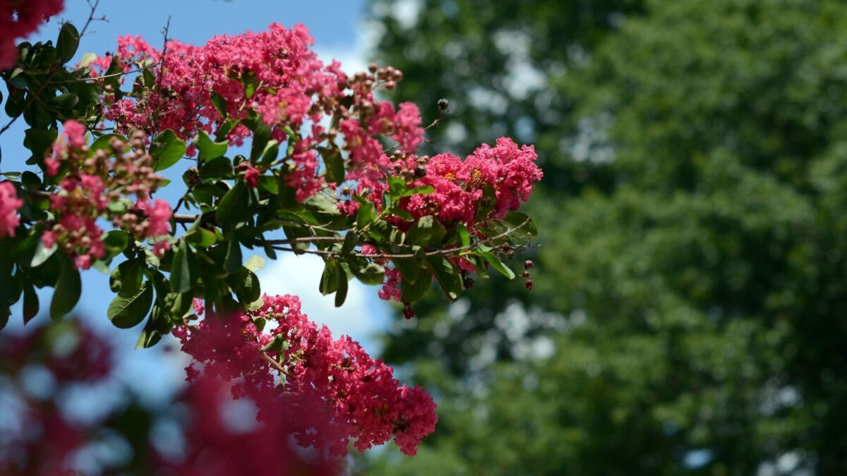A flowering Crape Myrtle, one of the many favorite trees in San Diego County that are well suited to small suburban gardens.