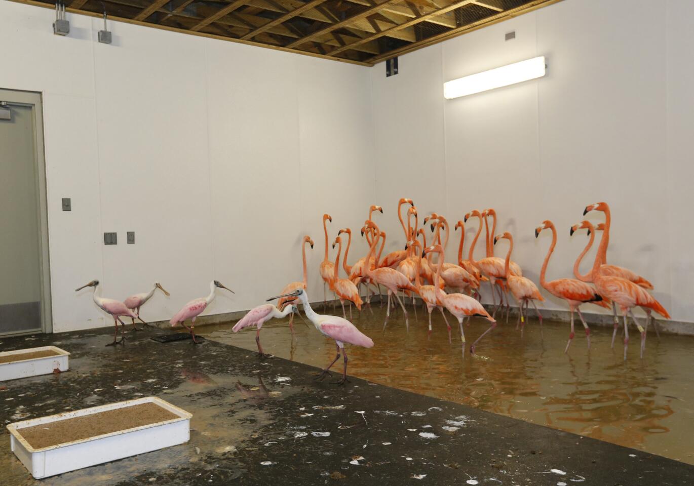 Flamingos and roseate spoonbills, left foreground, share a temporary enclosure in a hurricane-resistant structure within the Miami zoo on Sept. 9, 2017.