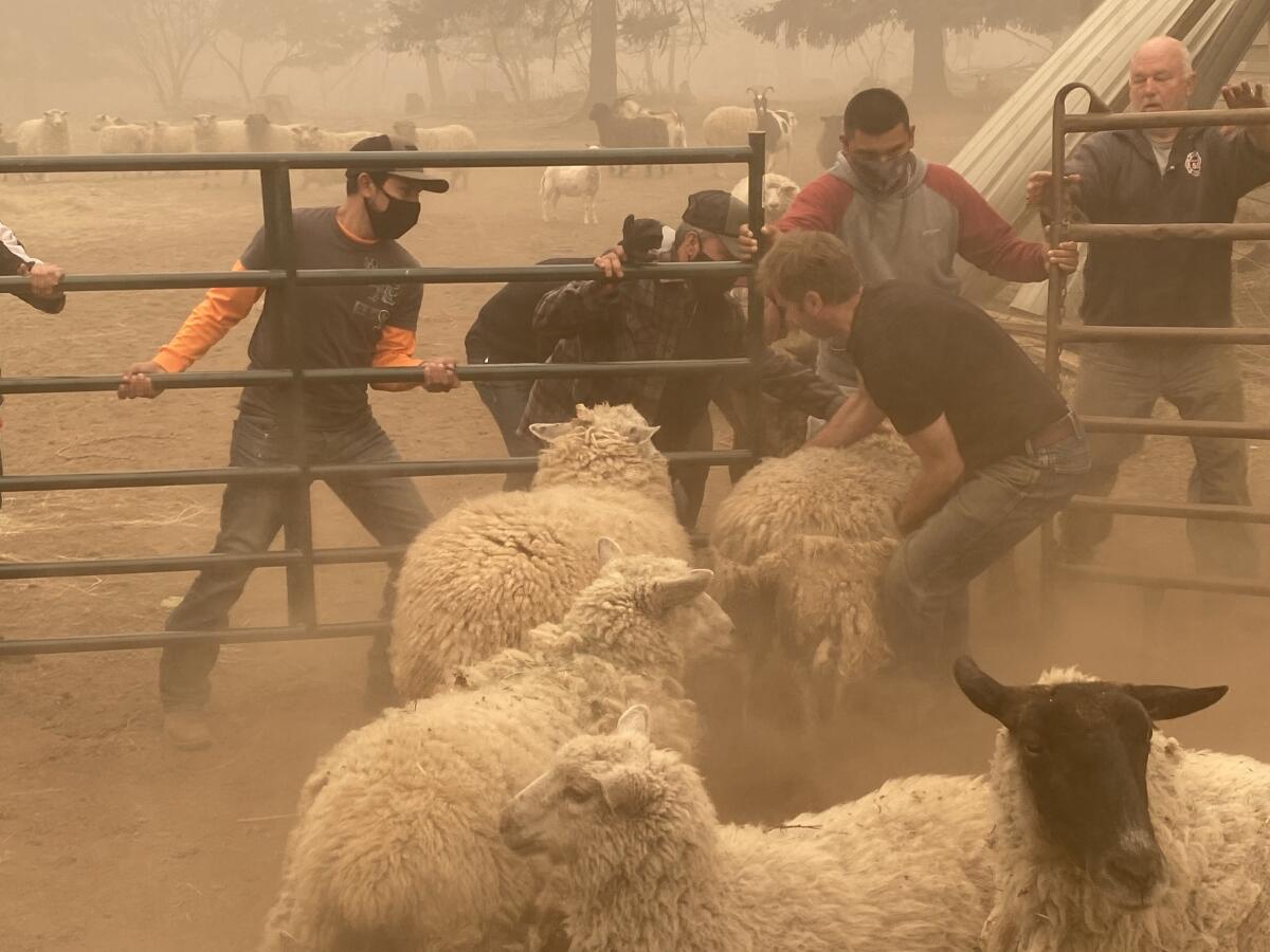 Volunteers struggle to gather sheep for rescue from a wildfire near Colton, Ore.