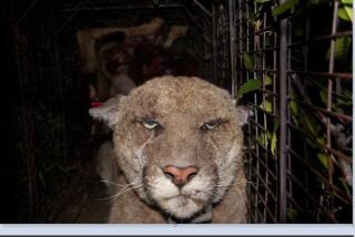 This photo of P22 was taken in March, 2014 when the mountain lion was captured by National Park Service biologists.