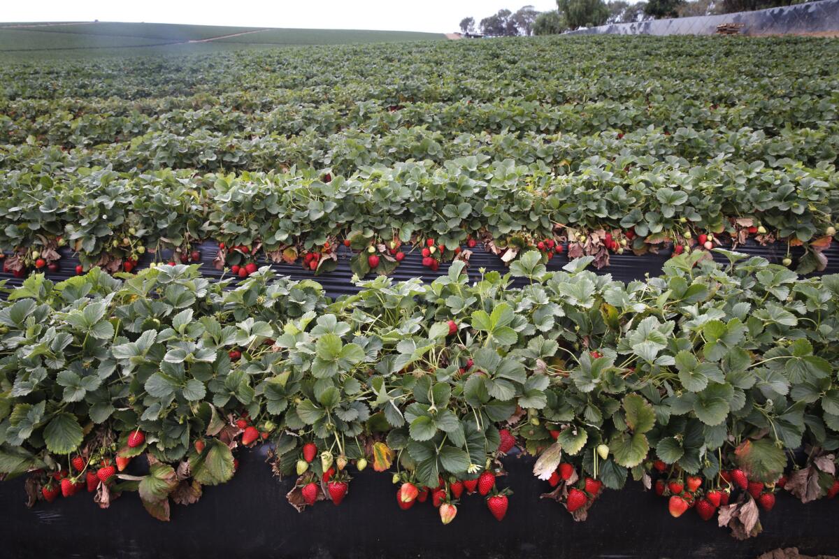 Strawberries ripen in a field that was abandoned by farmworkers in Colonet, Baja California on Thursday. The valuable winter export harvest has been largely shut down by workers striking for higher wages.