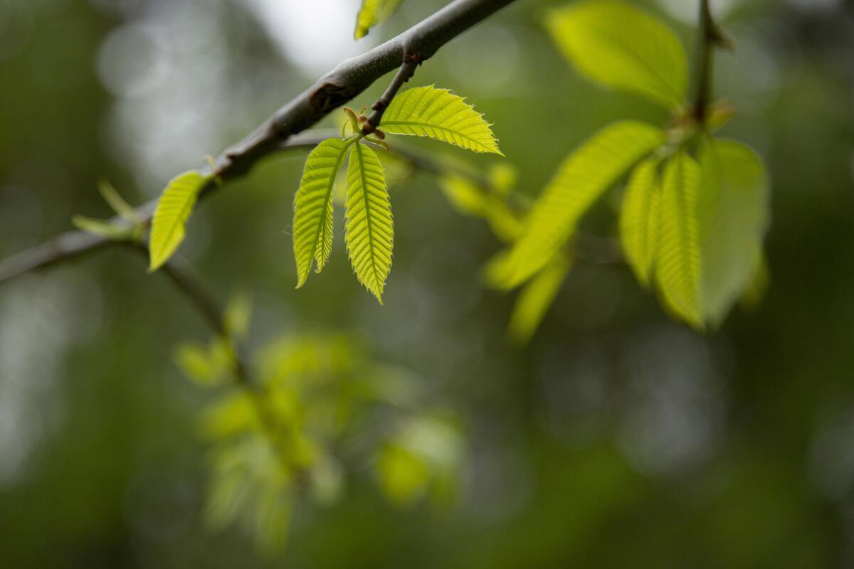 Chestnut leaves have distinct sawtooth edges, which Powell describes as wave-like. (Allison Zaucha / For The Times)