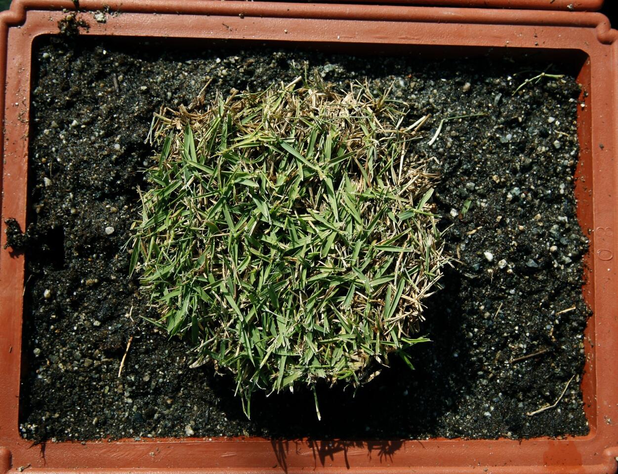 Zoysia 'De Anza'