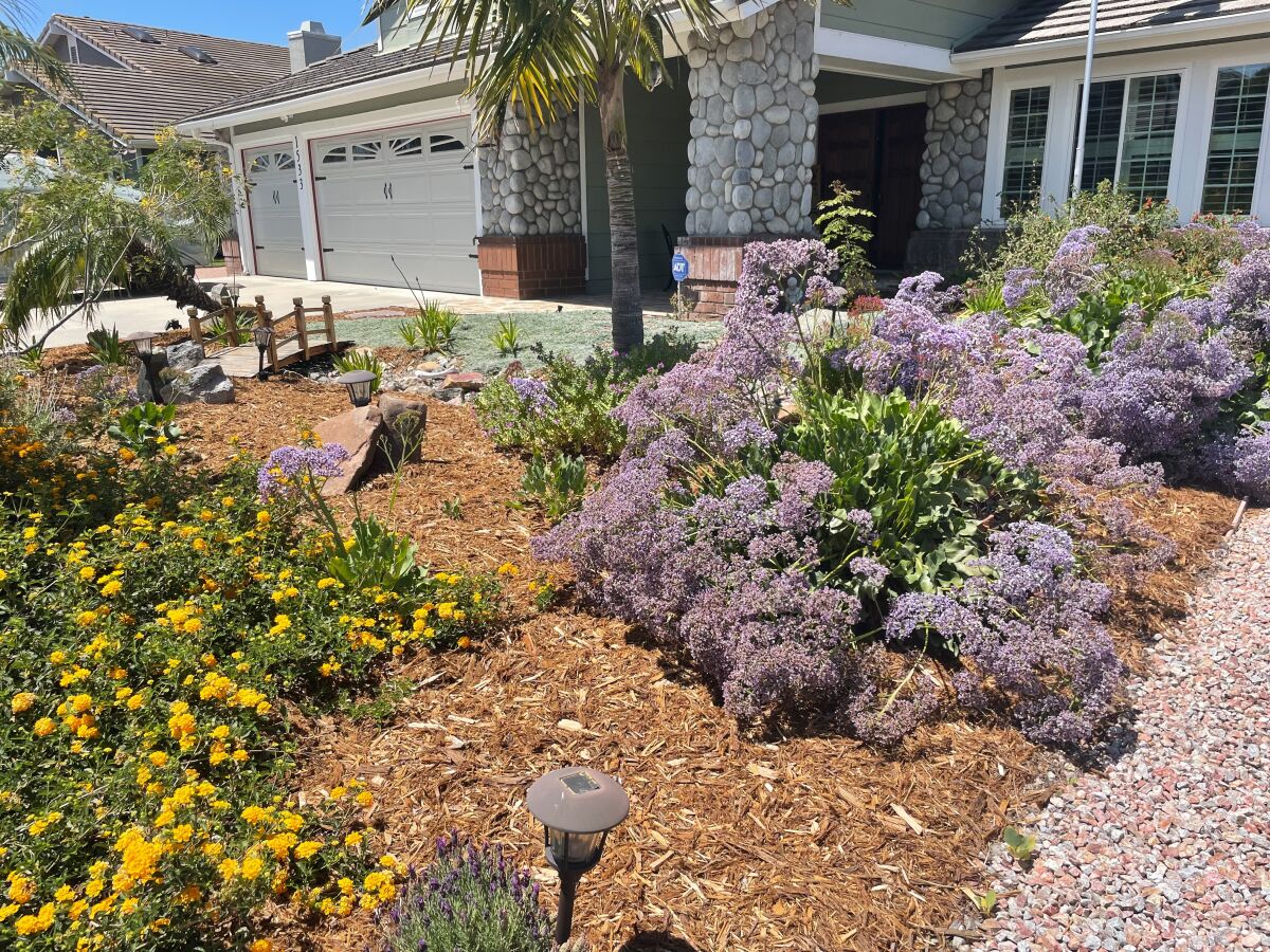 Purple statice and yellow lantana bring color to the front yard, atop a bed of gorilla hair mulch.