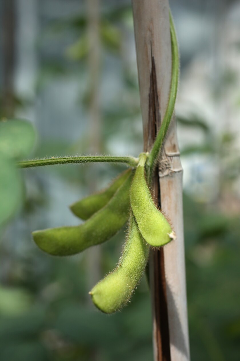 Soybean plants pictured in Urbana, Ill. A group of black soybean farmers from the South say a company intentionally sold them defective seeds in an elaborate scheme to place them at a disadvantage because of their race.