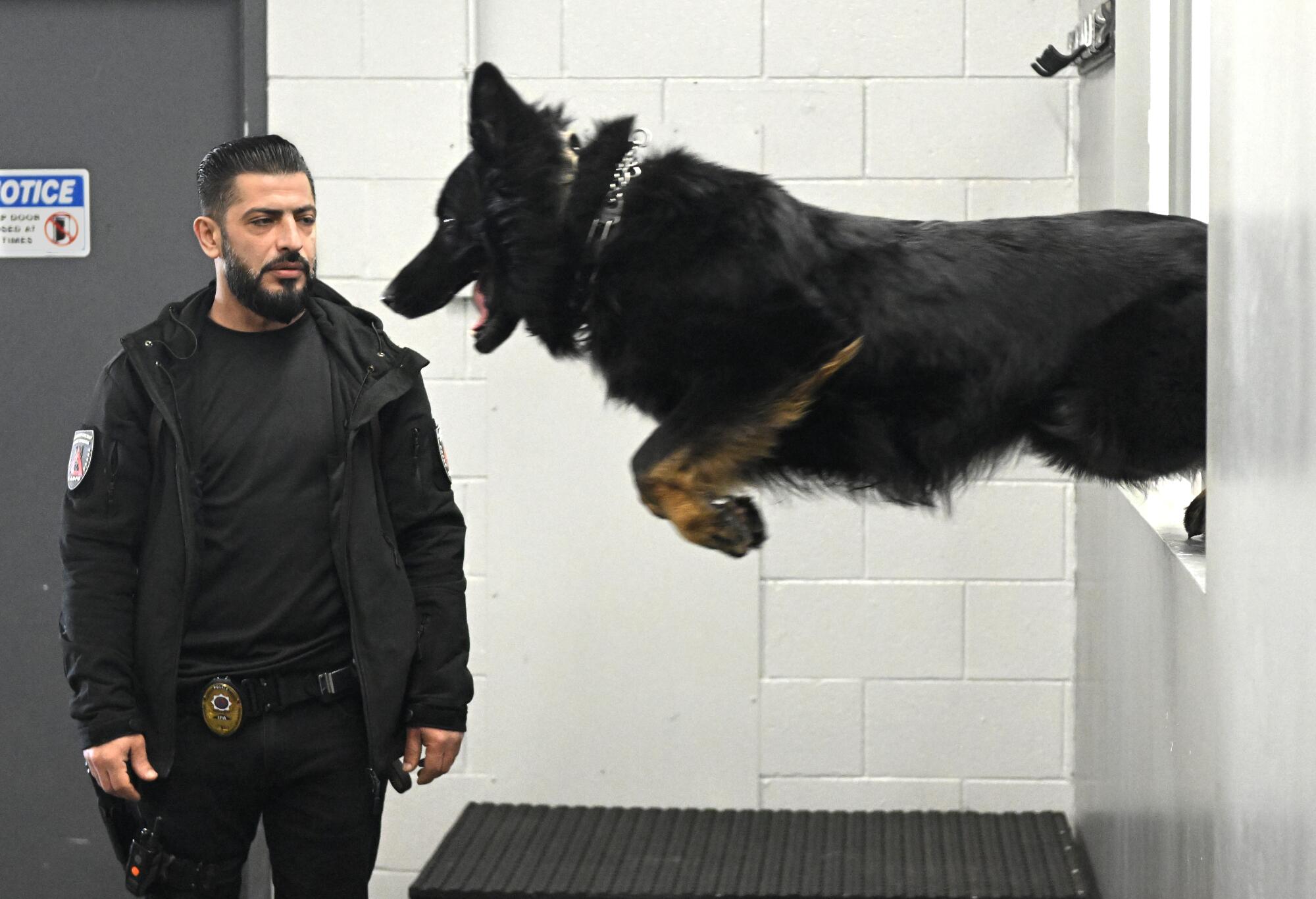 A dog jumps at Delta K9 Academy in North Hollywood.