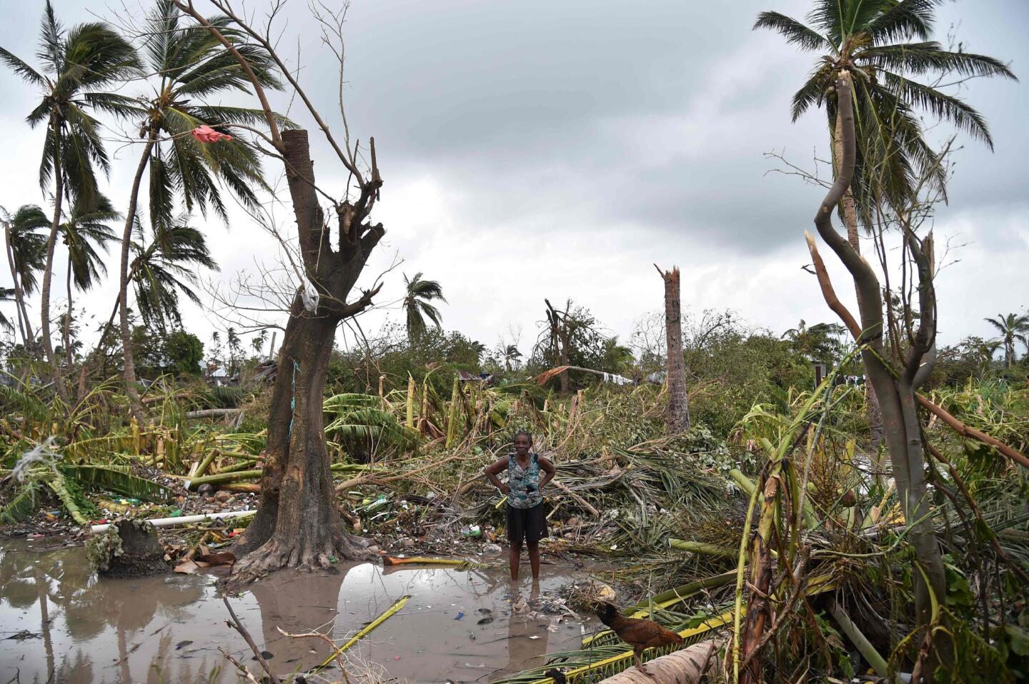 A woman stands in a field of destroyed trees after the passing of Hurricane Matthew, in Sous Roche in Les Cayes, in southwest Haiti, on Oct. 6, 2016.
