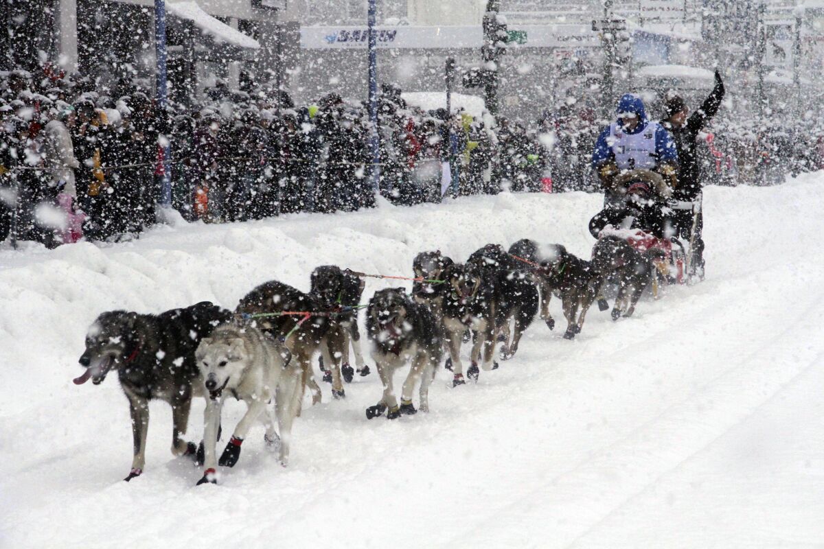 A person in winter clothing rides a sled pulled by dogs on snowy ground past a crowd