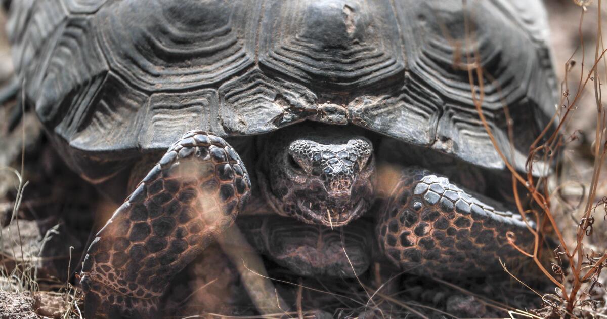 Judge tosses out Mojave off-road plan for not protecting imperiled to...