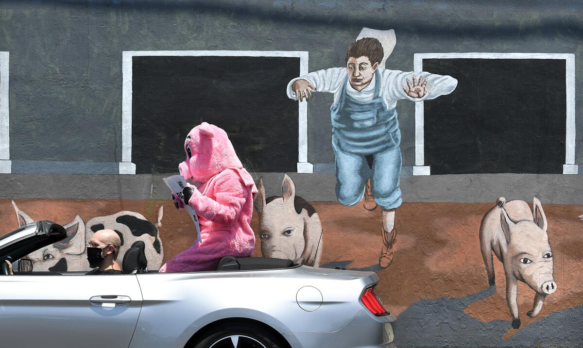 A protestor wearing a pig costume drives by Farmer John's pig slaughterhouse in Vernon.