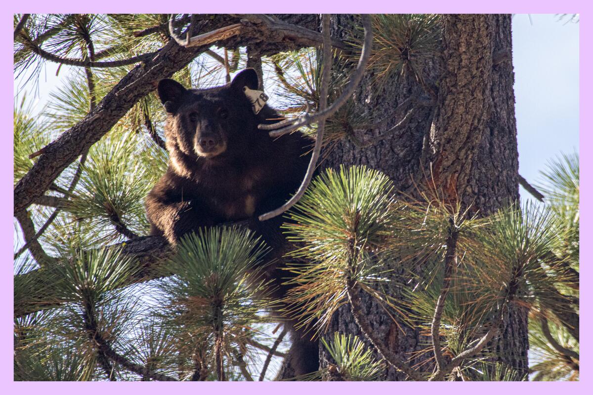 A black bear rests on a branch in a coniferous tree.