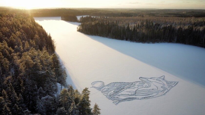 A drawing of a fox is seen on the frozen Pitkajarvi lake north of Helsinki, Finland, Saturday, Dec. 4, 2021. An architect-designer in southern Finland has returned to a frozen lake with a snow shovel to draw a large animal on the ice for the sixth year in a row to create a short-lived artwork that he hopes will "make people happy and encourage them to go out to hike in a beautiful nature.” The size of the figure on the ice is about 90 meters (295.3 feet) from edge to edge. (Pasi Widgren via AP)