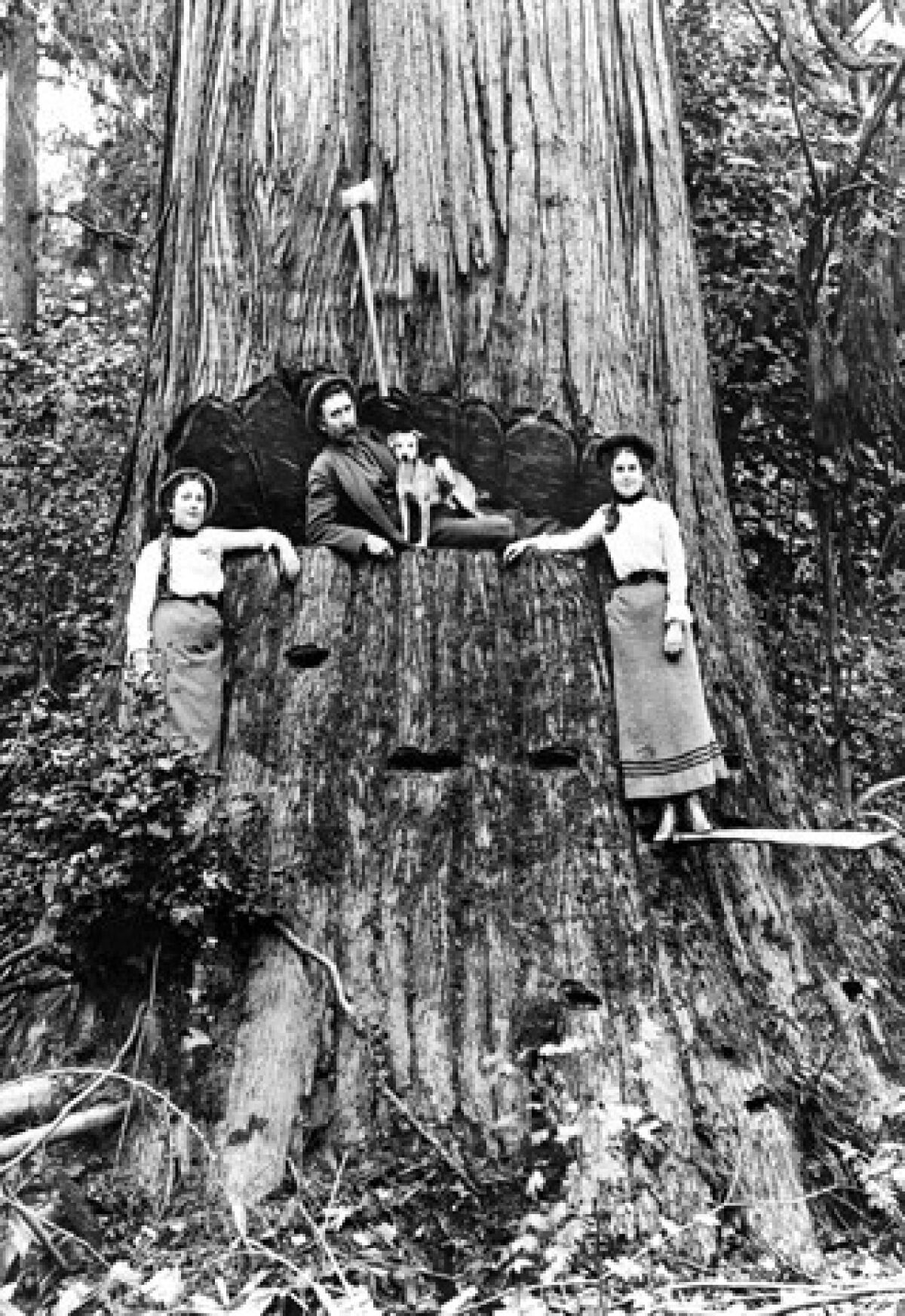 Trees and logging place in U.S. history are explored in 'American Canopy.'