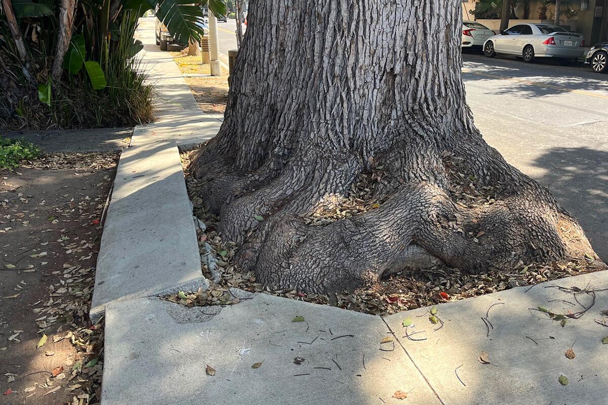 Top left: Joe Linton shared this image of a sidewalk that has deferred to the tree in West L.A. on Ohio Avenue.