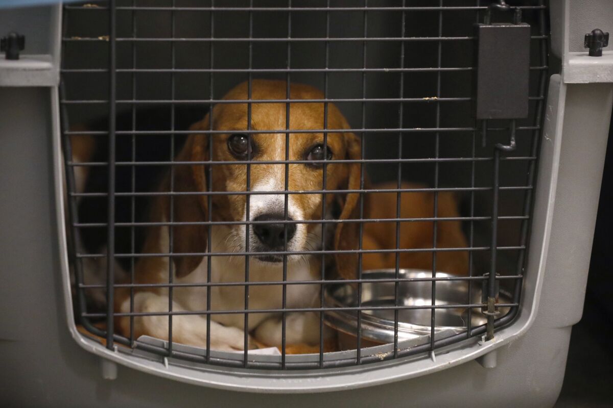 An adult beagle awaits a checkup Sunday at the Helen Woodward Animal Center in Rancho Santa Fe.