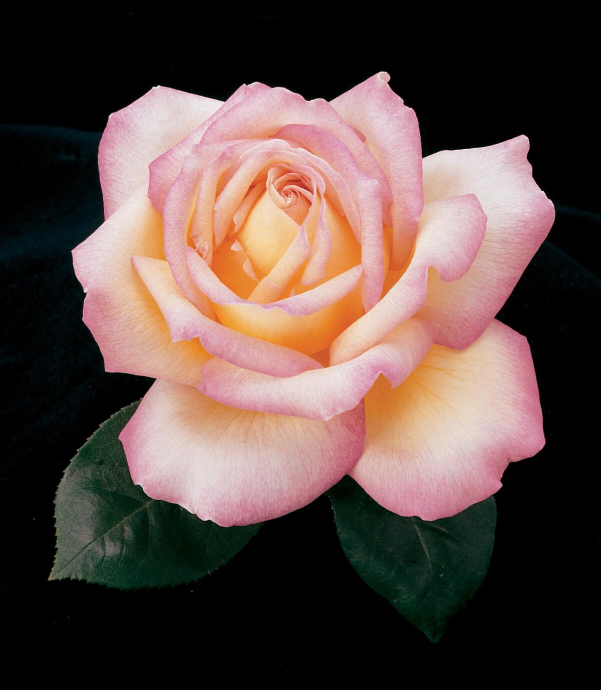 Detail image of the 'Peace' rose. (Weeks Roses)