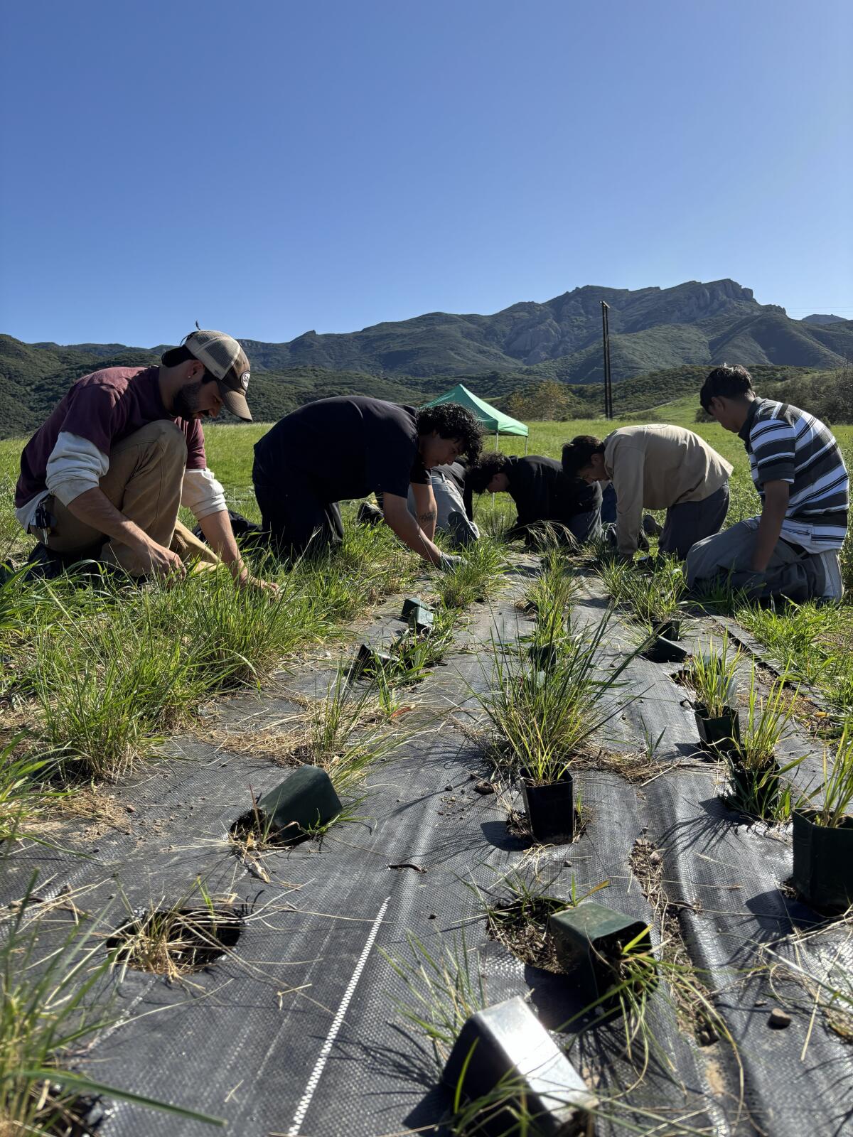 A dirt path at Eaton Canyon Natural Area is lush with native plants including California brittlebush.