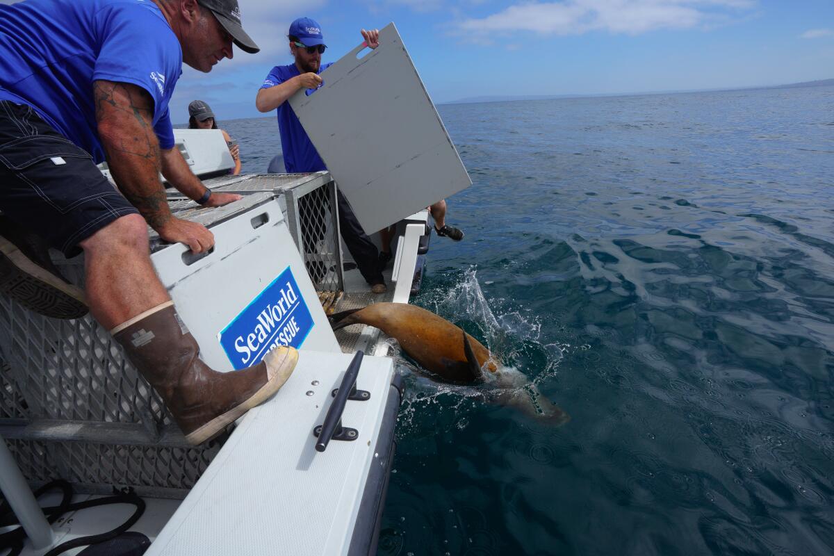 Steve Dunning (l) and TG Plein (r) release a sea lion