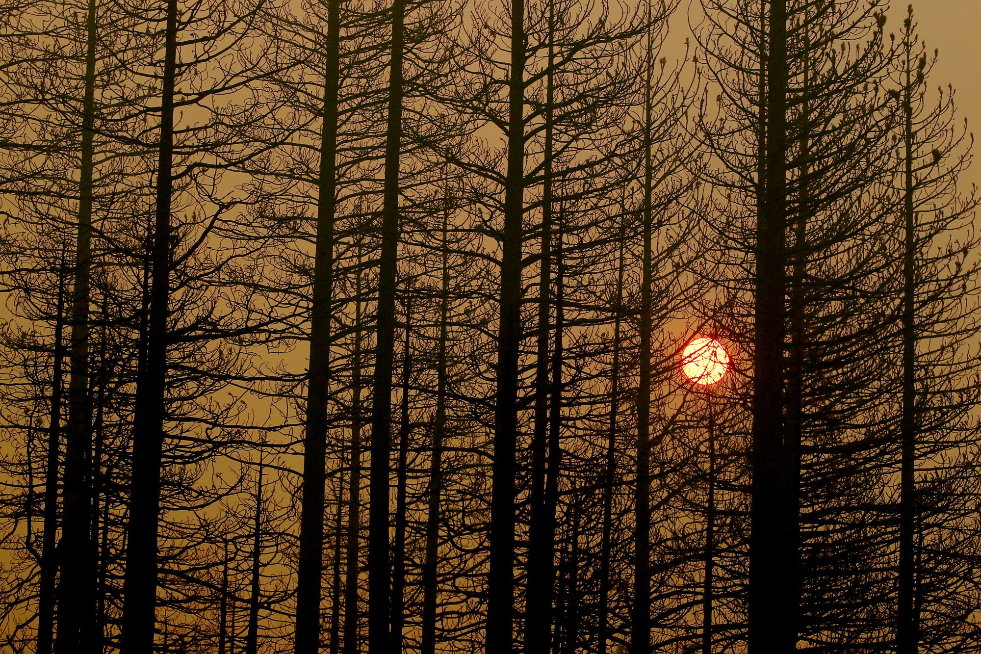 An orange sun in an orange sky, with silhouettes of burned trees