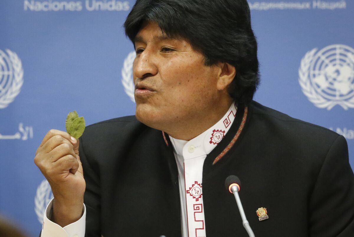 Former Bolivian President Evo Morales is shown in a file photo holding coca leaves as he speaks to the U.N. about drugs.