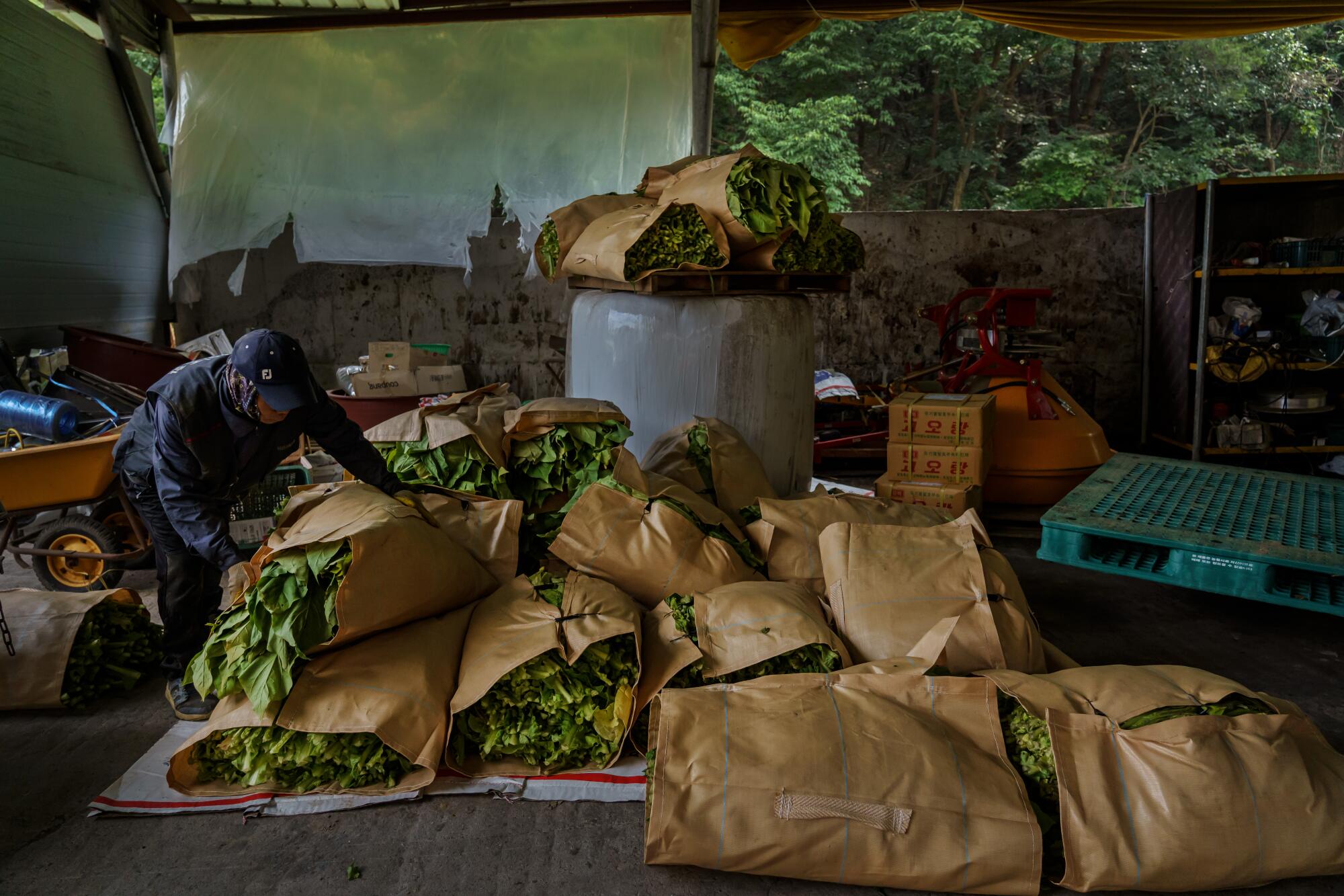 Natawat Tongratoke, a Thai migrant worker in South Korea, stacks bales of tobacco leaves harvested from the fields.