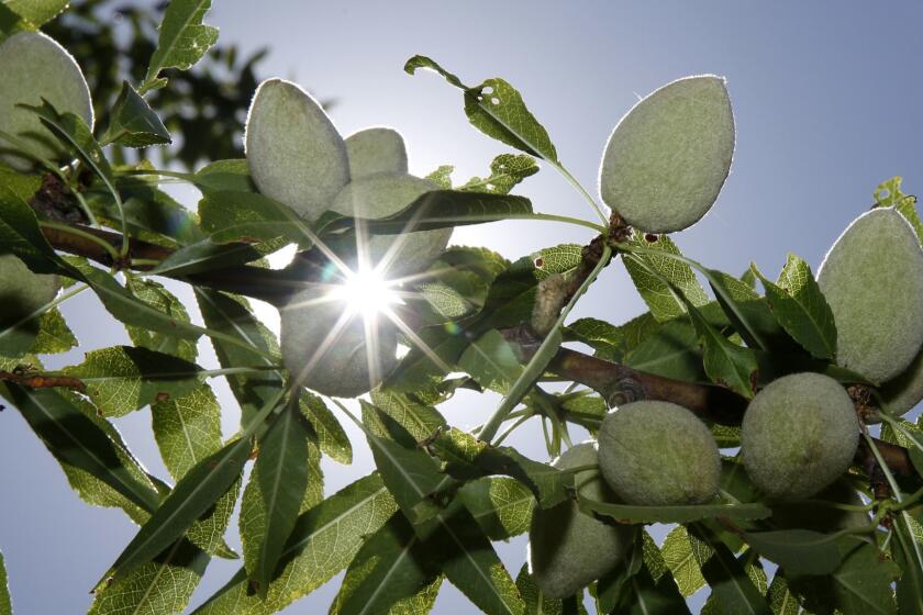 In this Friday June 21, 2019 photo, the sun peaks past almonds growing on the branches of an almond tree at the Wenger Ranch in Modesto, Calif. India has imposed tariffs on almonds and over two dozen other products including apples and walnuts as retaliation for the Trump administration revoking India's preferential trade privileges. The tariffs took effect Sunday, June 16. (AP Photo/Rich Pedroncelli)