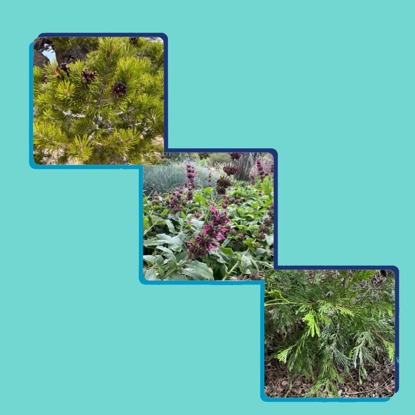 A triptych of photos of lodgepole pine, hummingbird sage and incense cedar.
