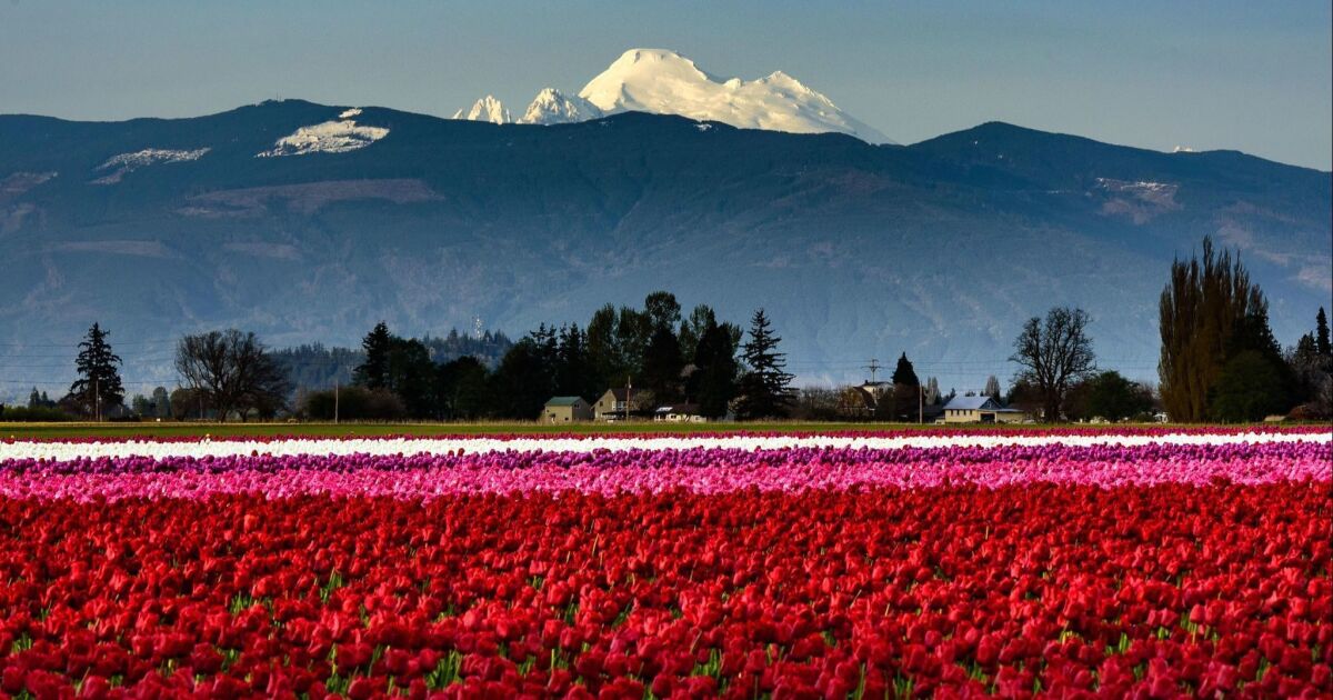 Beyond the super bloom: Other places in the West to get your fill of flowers