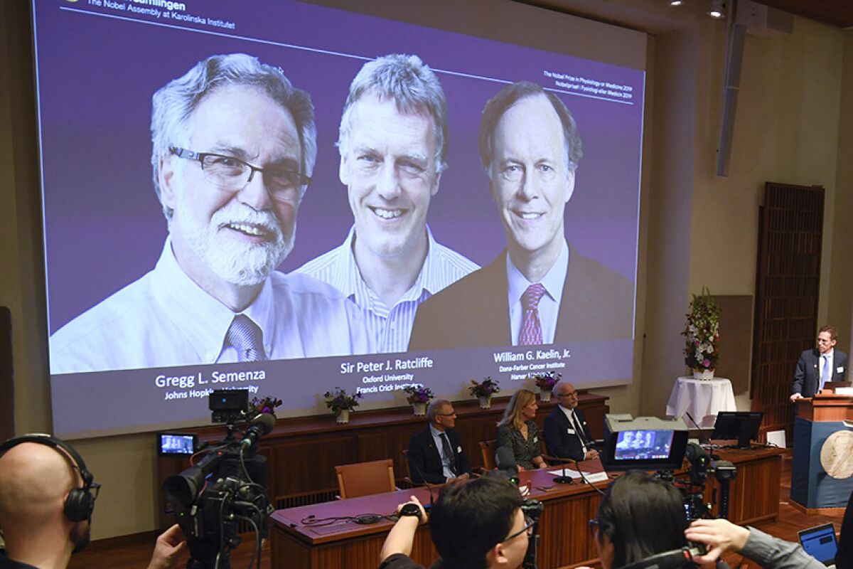 Nobel winners Gregg L. Semenza, on screen at left, Peter J. Ratcliffe and William G. Kaelin Jr.