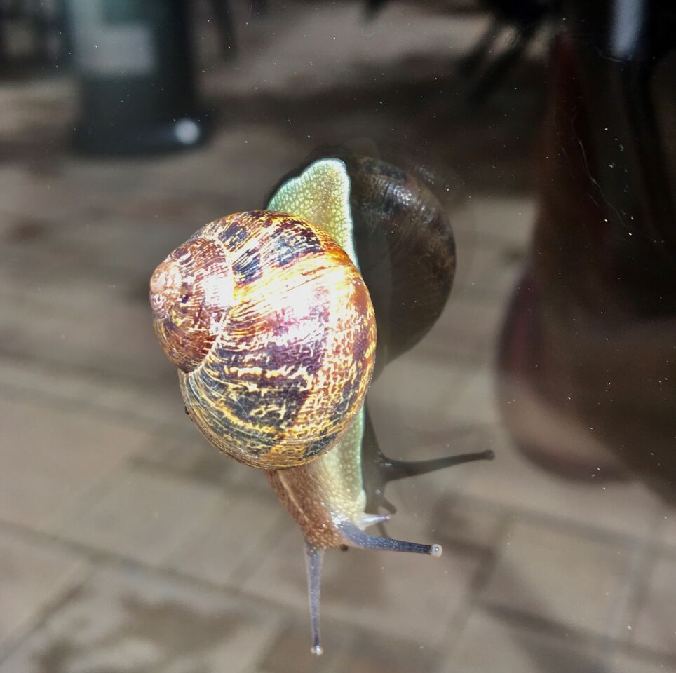 A colorful snail glides down a glass door at the La Jolla Community Center.