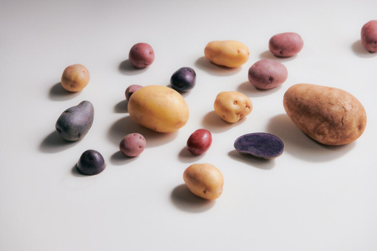 A variety of potato types, sizes and colors.