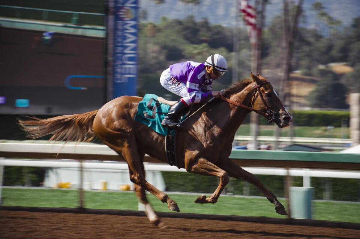 A jockey in a purple jersey on a sprinting racehorse at Santa Anita Park 
