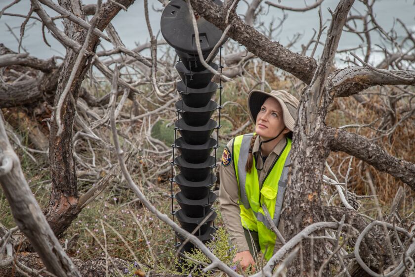 Cara Stafford, park environmental scientist, checks bark beetle traps at Torrey Pines State Natural Reserve.