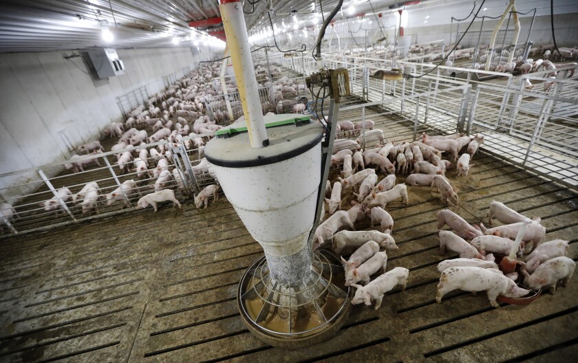 FILE - Hogs feed in a pen in a concentrated animal feeding operation, or CAFO, on the Gary Sovereign farm, in Lawler, Iowa on Oct. 31, 2018. The Iowa Supreme Court on Thursday, June 30, 2022, reversed a longstanding precedent that allowed landowners to sue for damages when a neighboring hog farm causes water pollution or odor problems that affect quality of life. The court concluded, 4-3, that a 2004 decision was wrong.. (AP Photo/Charlie Neibergall File)