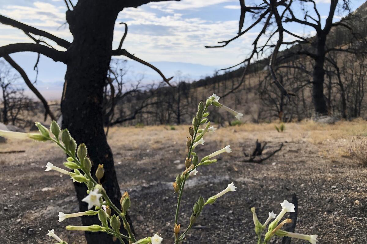 Un año después de que un incendio avivado por el viento calcinara las montañas sobre Lone Pine, California