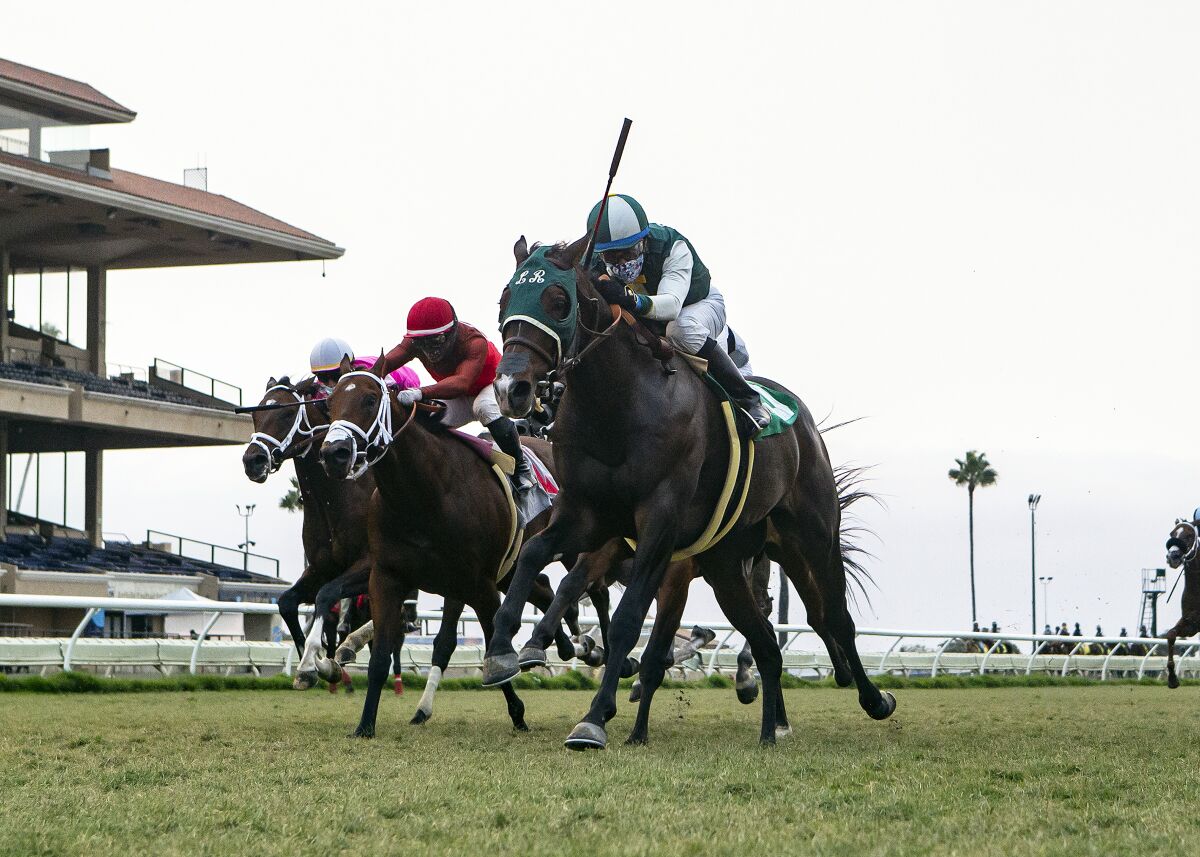 Race horses on the turf at the Del Mar Fairgrounds