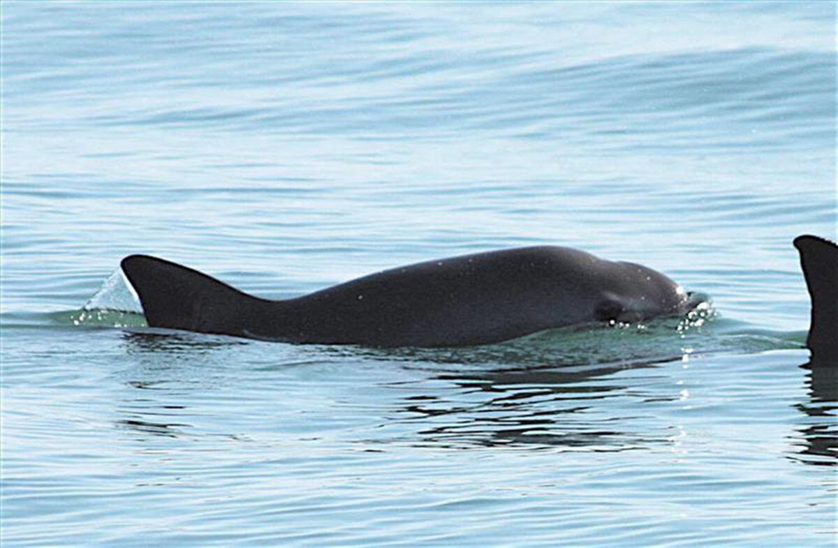 Vaquitas are small porpoises characterized by dark rings on their eyes and dark patches on their lips. (Paula Olson Semarnat / European Pressphoto Agency)