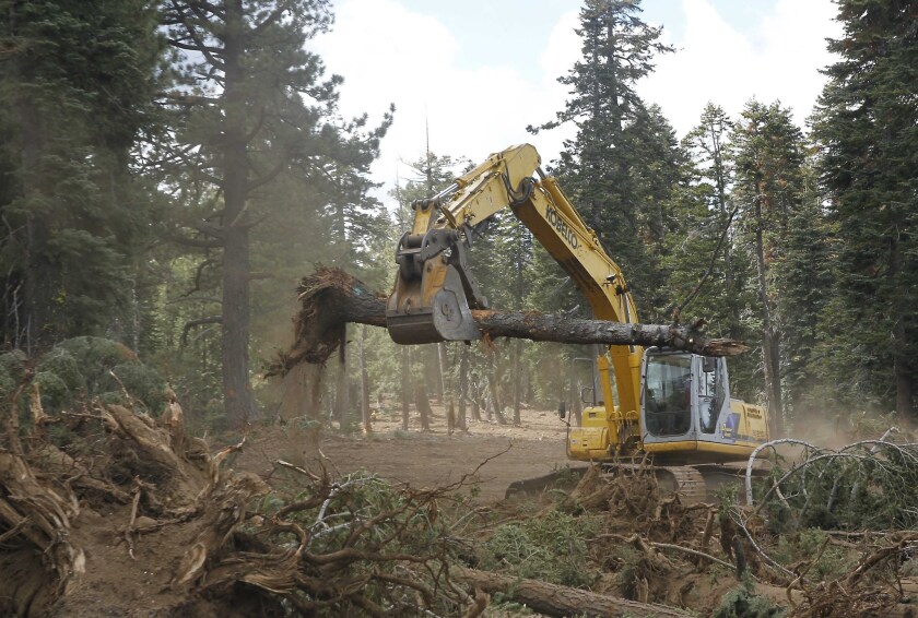 In this photo taken Sept. 25, an excavator removes trees that were bulldozed for a firebreak in the battle against Rim fire along Dodge Ridge in the Stanislaus National Forest, near Tuolumne City, Calif.