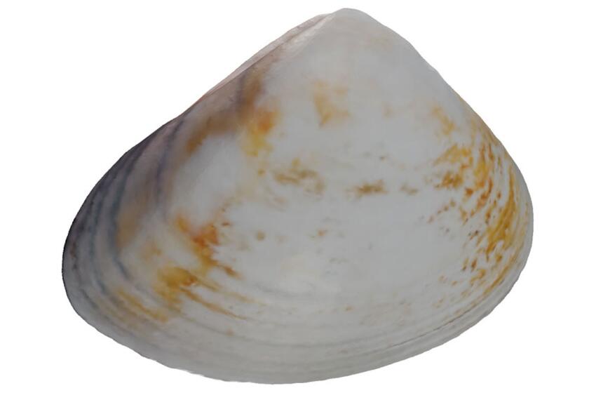 A 3-D rendering of a Pismo clam