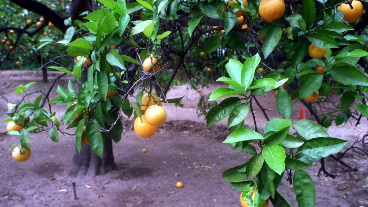 Why Do My Orange Trees Have No Fruit Blame Pruning Watering Los Angeles Times