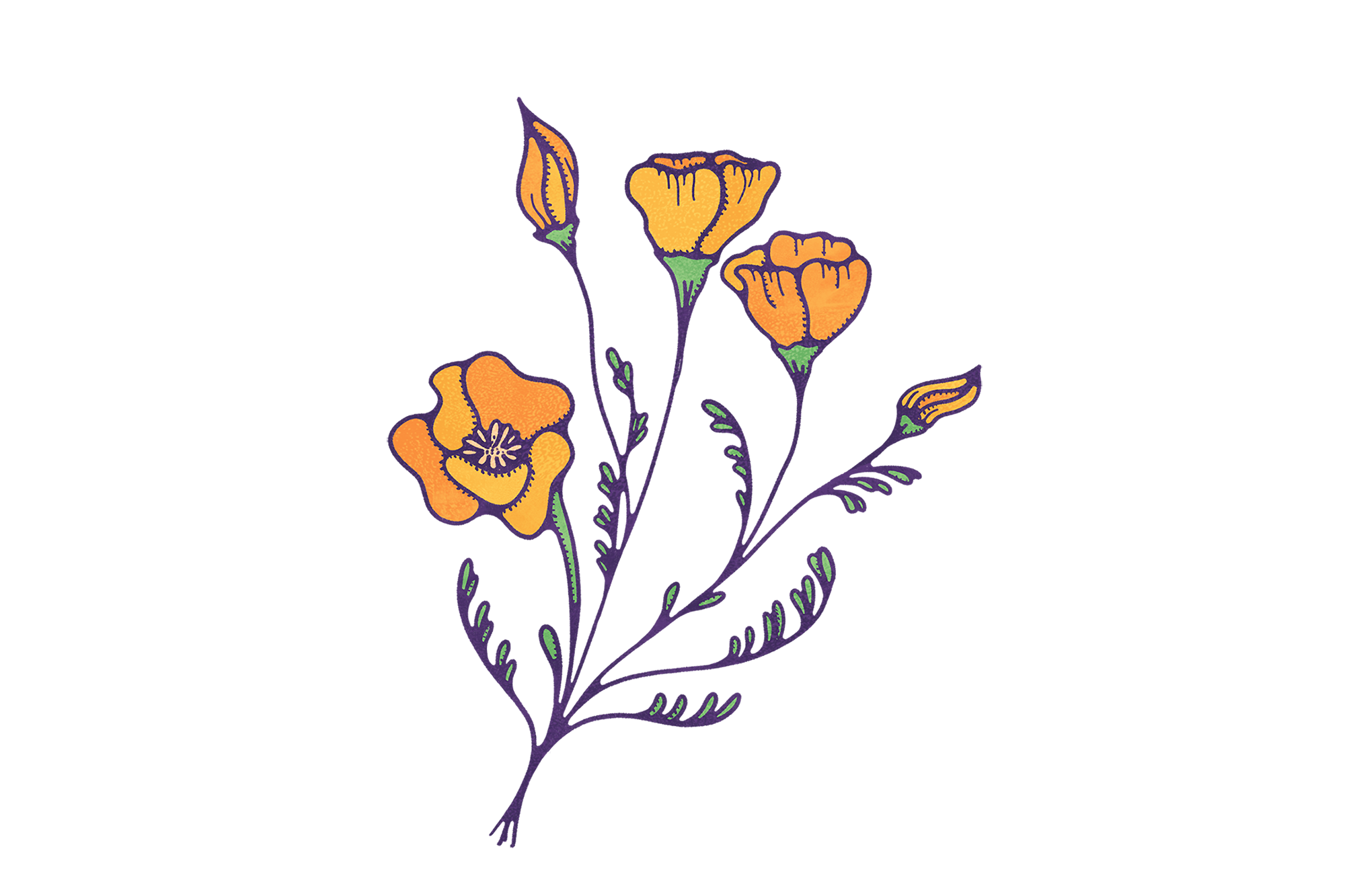 Illustration of California poppy