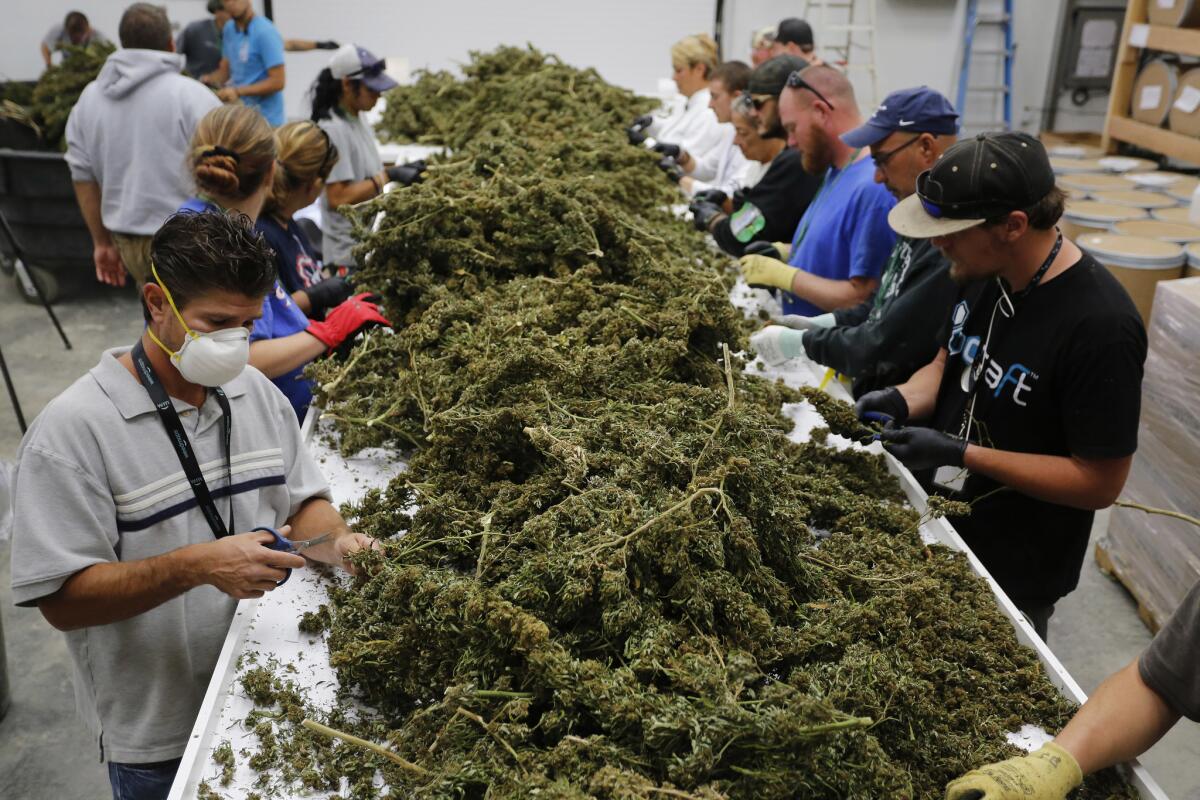 Farmworkers separate stems and leaves from marijuana plants at Los Suenos Farms in Avondale, Colo., in this file photo taken on Oct. 4, 2016.