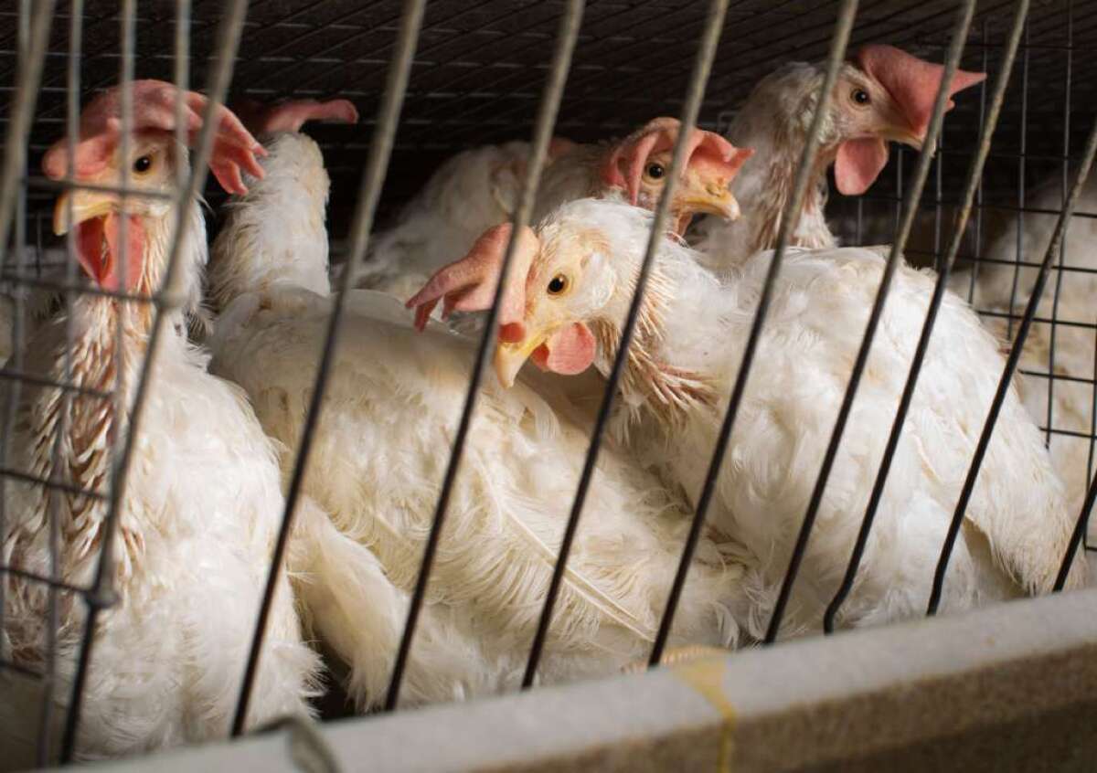 Egg-laying hens, seen above in 2012, move around in a cramped cage. California is being sued in federal court over regulations set to take effect in 2015 that require egg producers to provide more space for their hens.