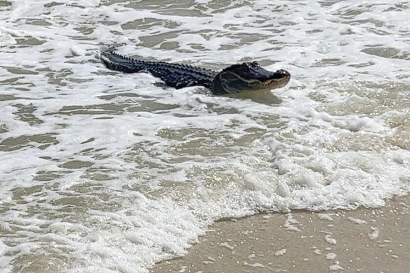 Un caimán nada hacia la playa, el domingo 7 de mayo de 2023 en la isla Dauphin, cerca de Mobile, Alabama. (Matt Harvill via AP)