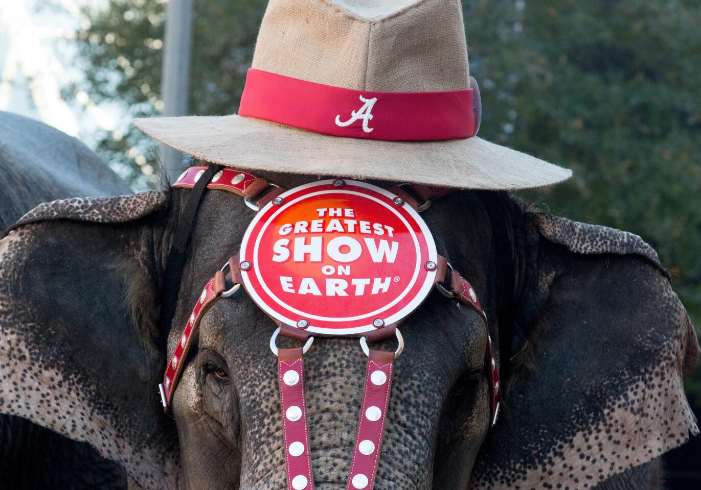 A circus elephant at the Ringling Bros. "Elephant Brunch" at Birmingham-Jefferson Civic Center on January 21, 2015 in Birmingham, Alabama.
